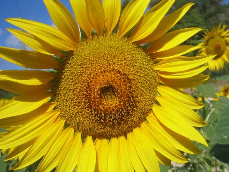 Helianthus annuus / Girasole comune